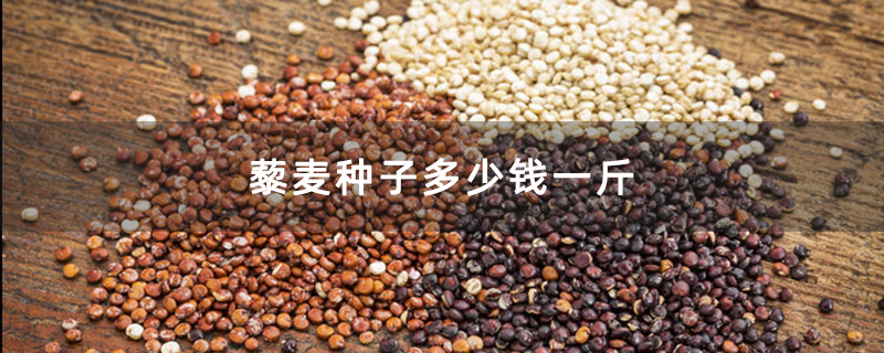 藜麦