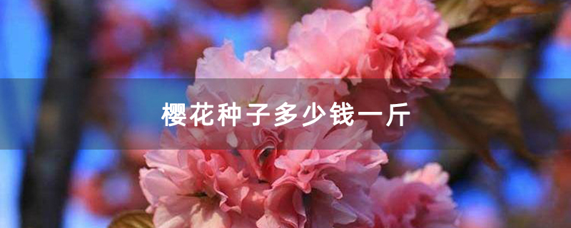 樱花