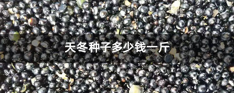 天冬种子多少钱一斤