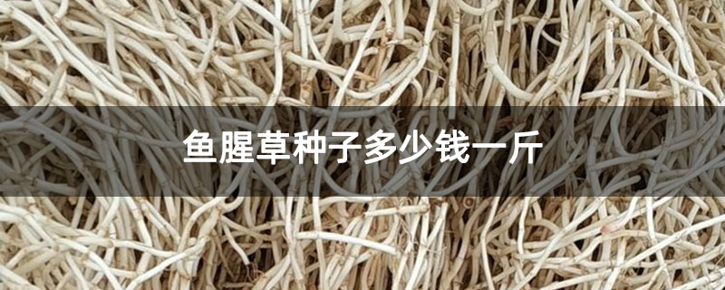 鱼腥草种子多少钱一斤