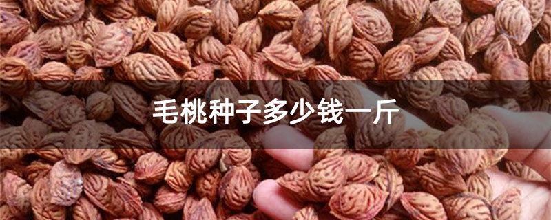毛桃种子多少钱一斤