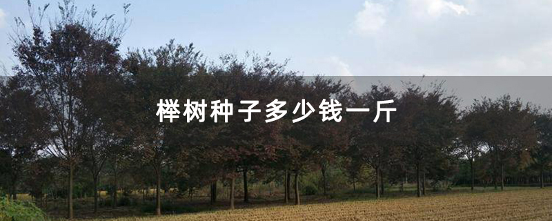 榉树苗