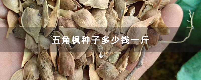 五角枫种子