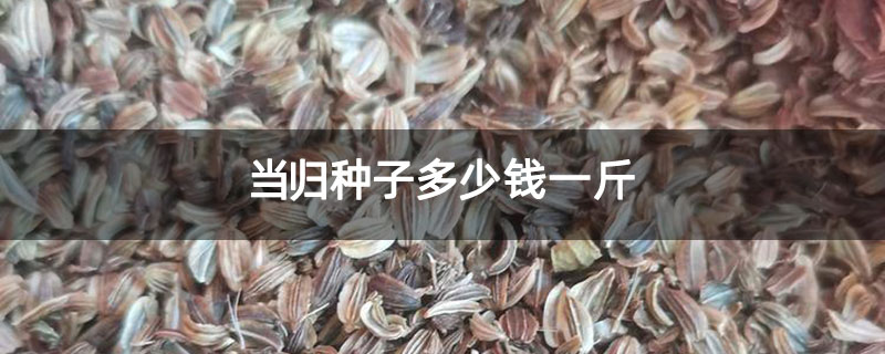当归种子多少钱一斤 当归种子多少钱一斤