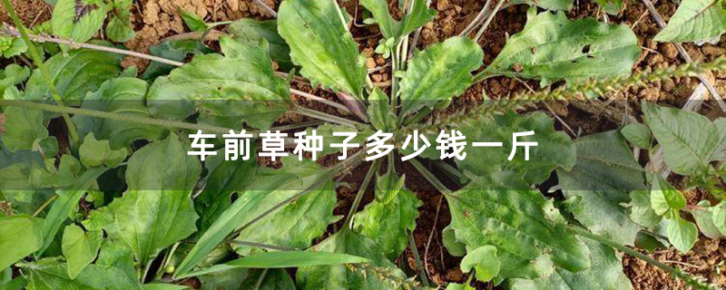 车前草种子多少钱一斤