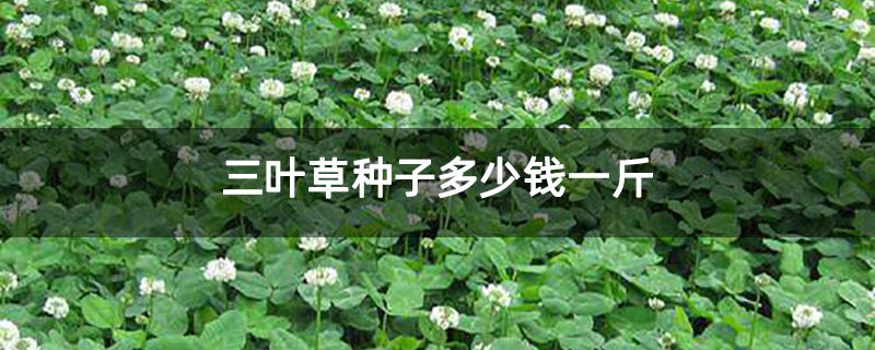 三叶草种子多少钱一斤