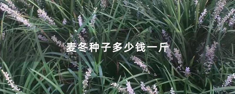 麦冬种子多少钱一斤