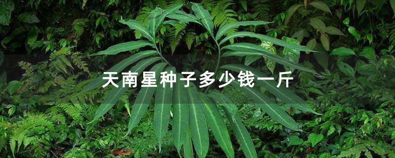 天南星种子多少钱一斤