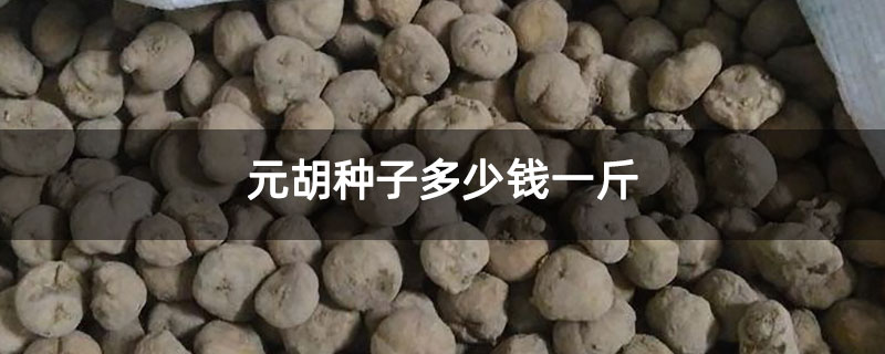 元胡种子多少钱一斤
