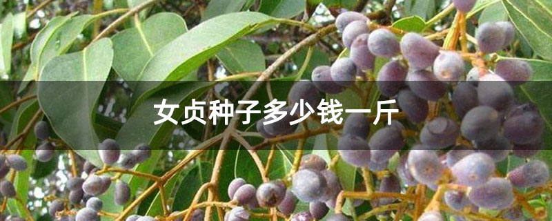 女贞种子多少钱一斤