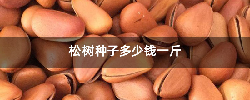 松树种子多少钱一斤 松树种子多少钱一斤