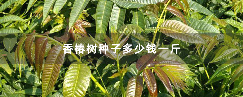 香椿树种子多少钱一斤