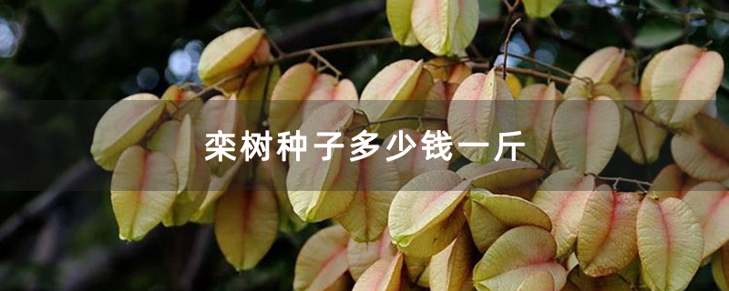 栾树种子多少钱一斤