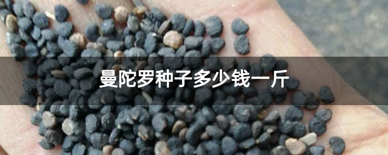 曼陀罗种子多少钱一斤 曼陀罗种子多少钱一斤