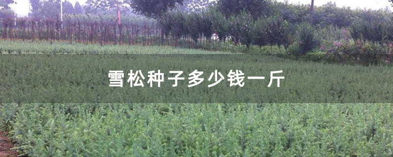 雪松小苗基地实拍图