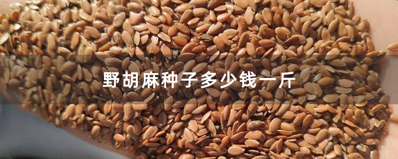 野胡麻种子多少钱一斤