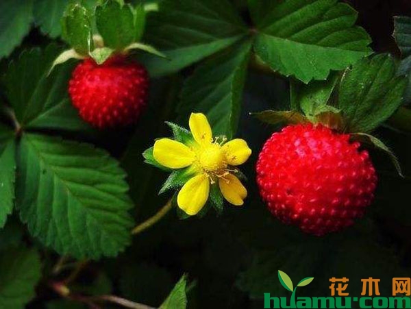 蛇莓草的价格 蛇莓草多少钱一棵