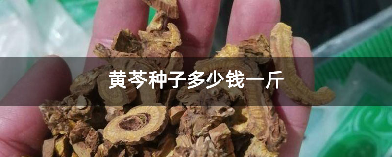 黄芩种子多少钱一斤