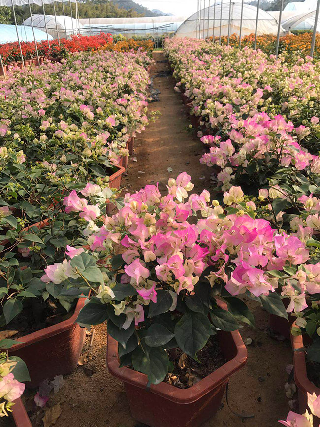 福建漳州三角梅价格多少钱一棵?三角梅种植技术方法