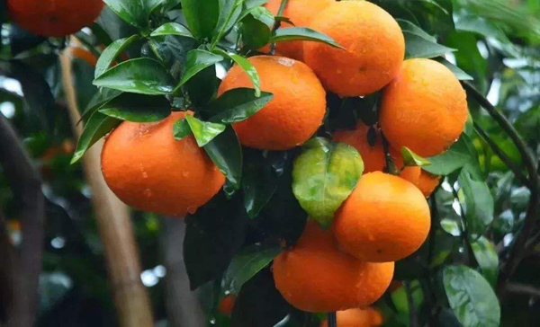 沃柑
