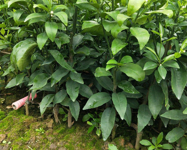 沃柑苗多少钱一棵？沃柑树苗怎么种植？