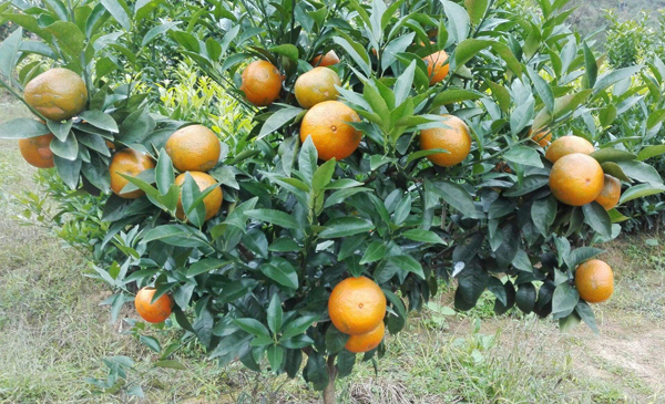 沃柑苗