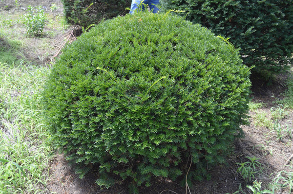 红豆杉球