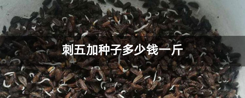 刺五加种子多少钱一斤