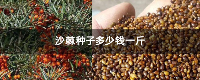 沙棘种子多少钱一斤 沙棘种子多少钱一斤