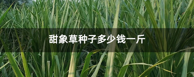 甜象草种子多少钱一斤