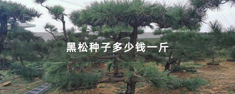 黑松种子多少钱一斤