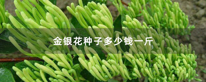 金银花种子多少钱一斤