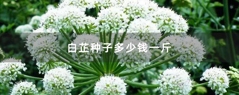 白芷开花结籽