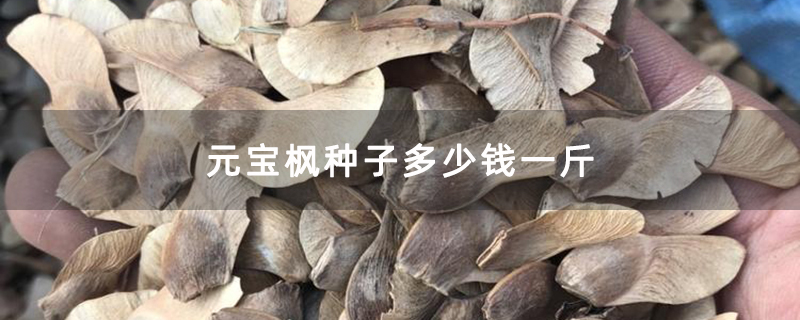 元宝枫种子多少钱一斤