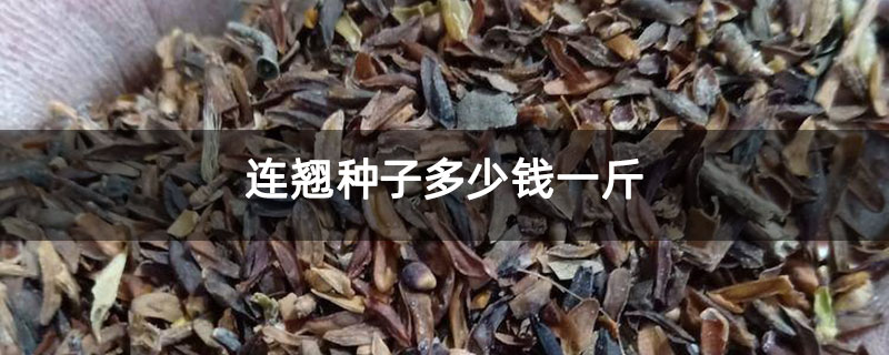 连翘种子多少钱一斤