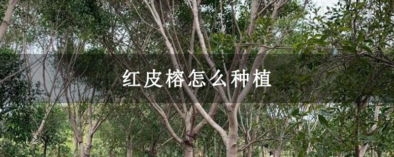 红皮榕怎么种植