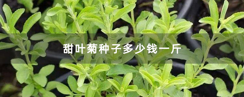 甜叶菊种子多少钱一斤