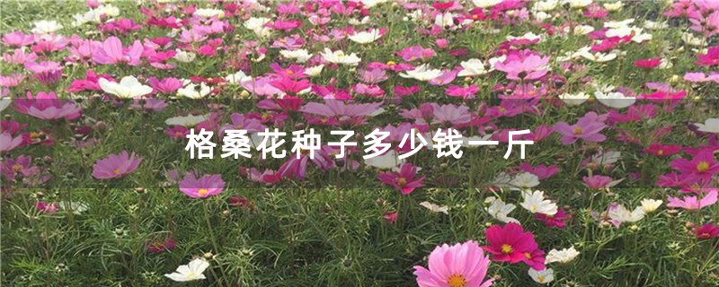 格桑花种子多少钱一斤