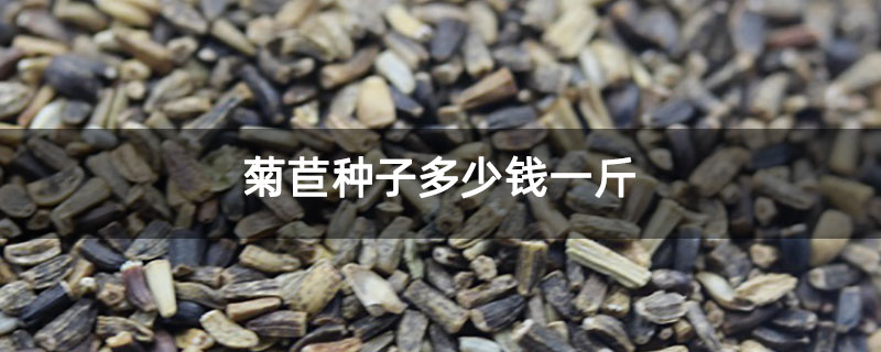 菊苣种子多少钱一斤