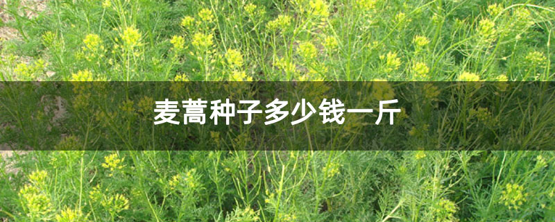 麦蒿种子多少钱一斤