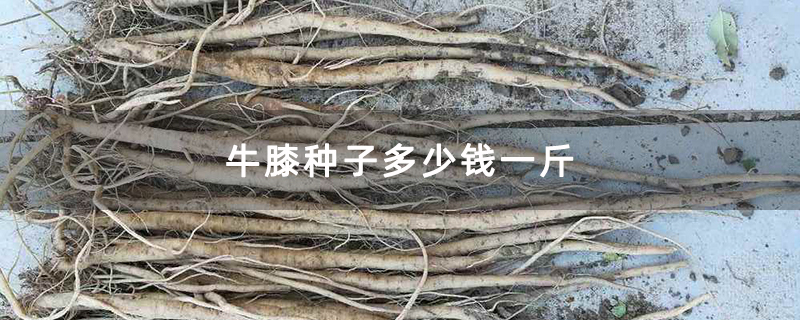 牛膝种子多少钱一斤