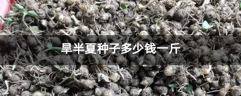 旱半夏种子多少钱一斤 旱半夏种子多少钱一斤