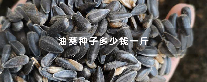 油葵种子多少钱一斤