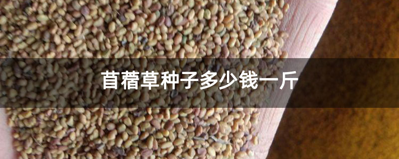 苜蓿草种子多少钱一斤