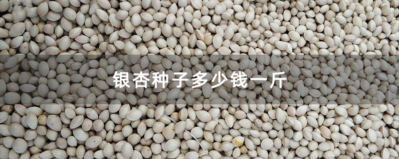 银杏种子