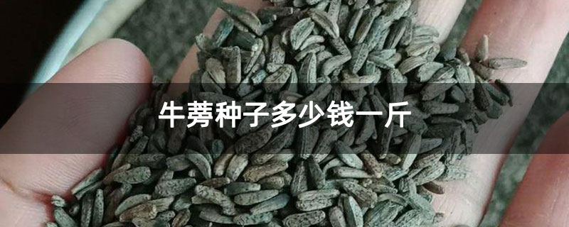牛蒡种子多少钱一斤
