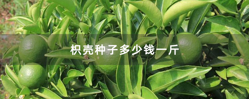 枳壳种子多少钱一斤