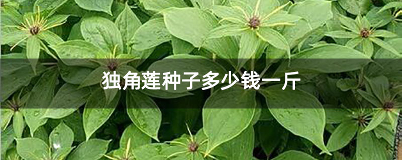 独角莲种子多少钱一斤