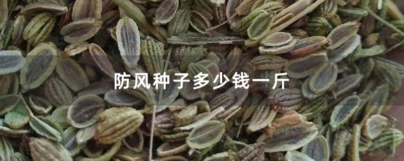 防风种子多少钱一斤