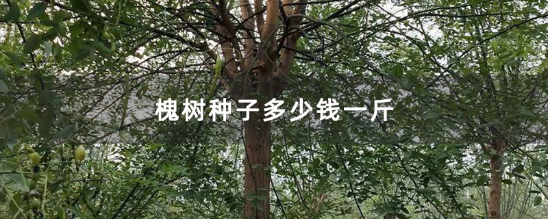 槐树种子多少钱一斤